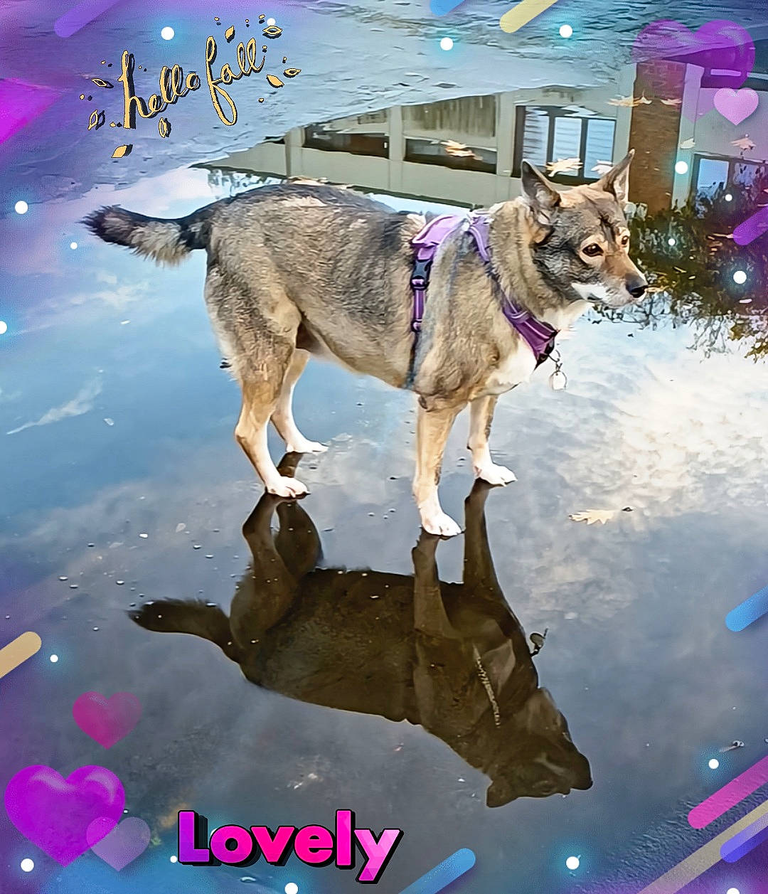 Kiara participe au concours pour gagner de l'argent avec cette photo : canidae, collar, companion_dog, dog, dog_breed, dog_collar, electric_blue, fawn, fictional_character, fur, graphic_design, illustration, leash, light, sporting_group, tail, window, winter, working_animal, working_dog