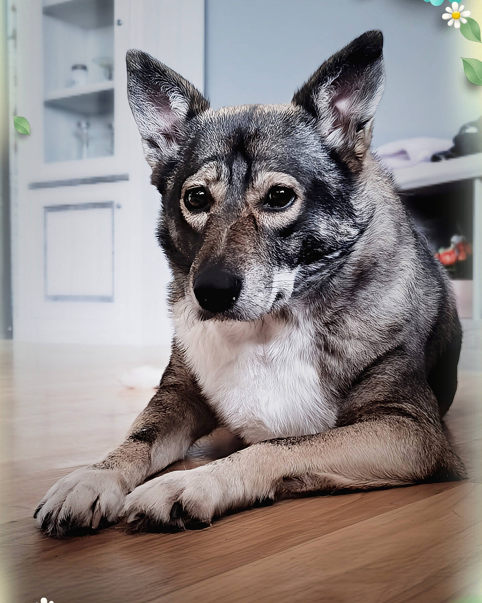 Kiara participe au concours pour gagner de l'argent avec cette photo : carnivore, dog, dog_breed, domestic_short_haired_cat, door, flooring, fur, grey, hardwood, houseplant, monochrome_photography, paw, plant, small_to_medium_sized_cats, snout, tail, terrestrial_animal, whiskers, wildlife, wood
