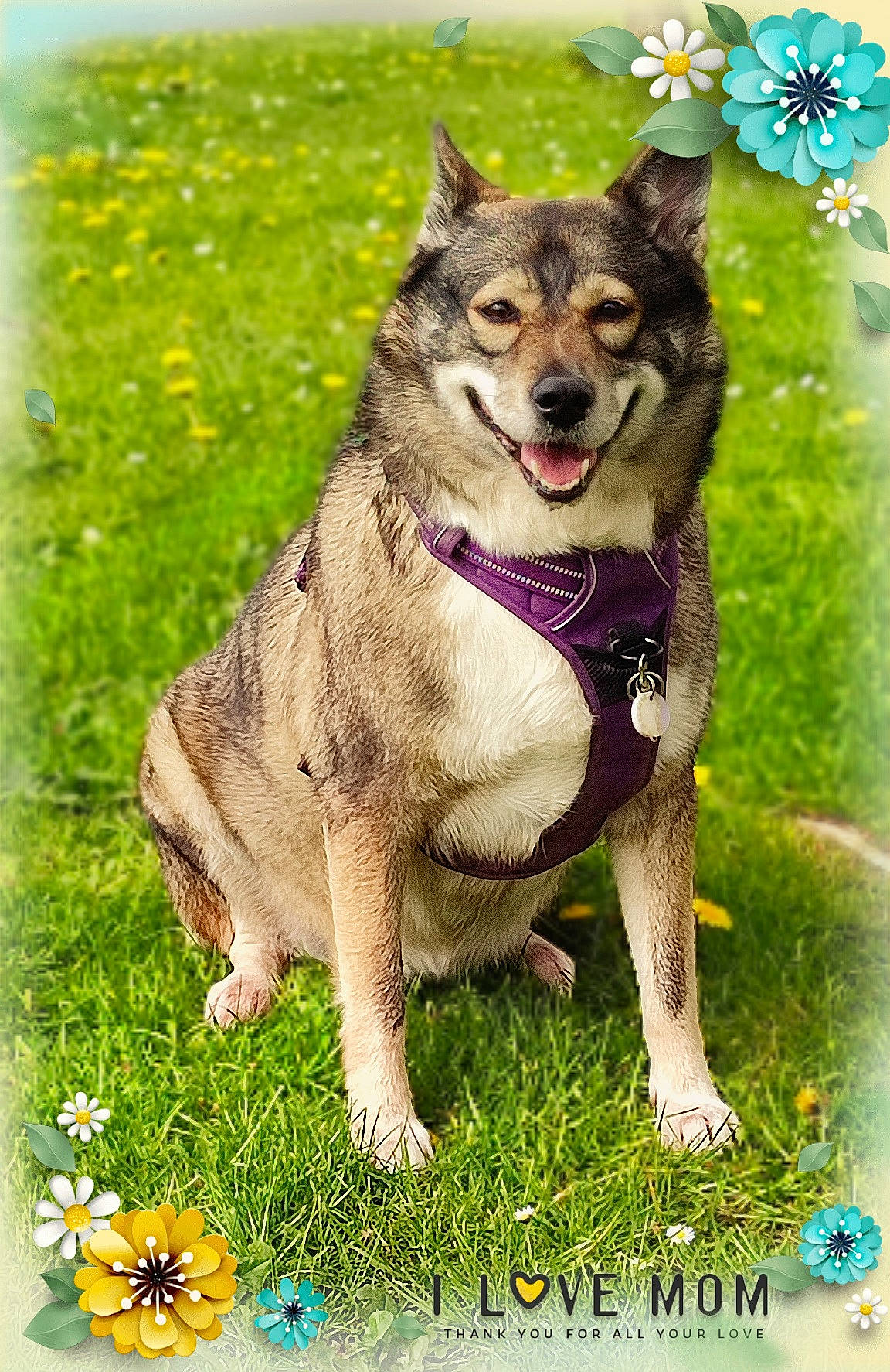 Kiara participe au concours pour gagner de l'argent avec cette photo : canis, carnivore, collar, companion_dog, dog, dog_breed, dog_supply, flower, grass, grassland, happy, people_in_nature, photo_caption, plant, rectangle, tail, terrestrial_animal, wolf, working_animal, working_dog