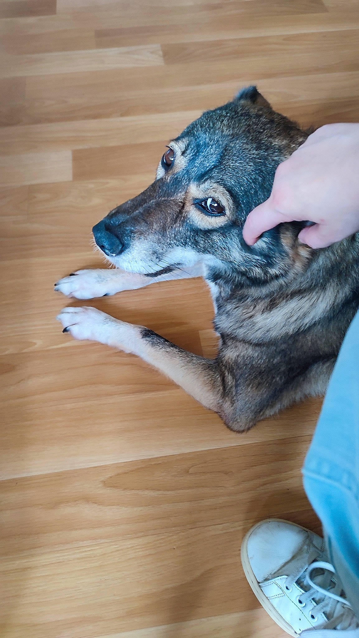 Kiara a rejoint le concours — aidez-le/la à gagner de superbes lots ! canidae, carnivore, companion_dog, dog, dog_breed, ear, electric_blue, fawn, felidae, flooring, fur, grey, hardwood, small_to_medium_sized_cats, snout, sporting_group, whiskers, wood, wood_stain, working_animal