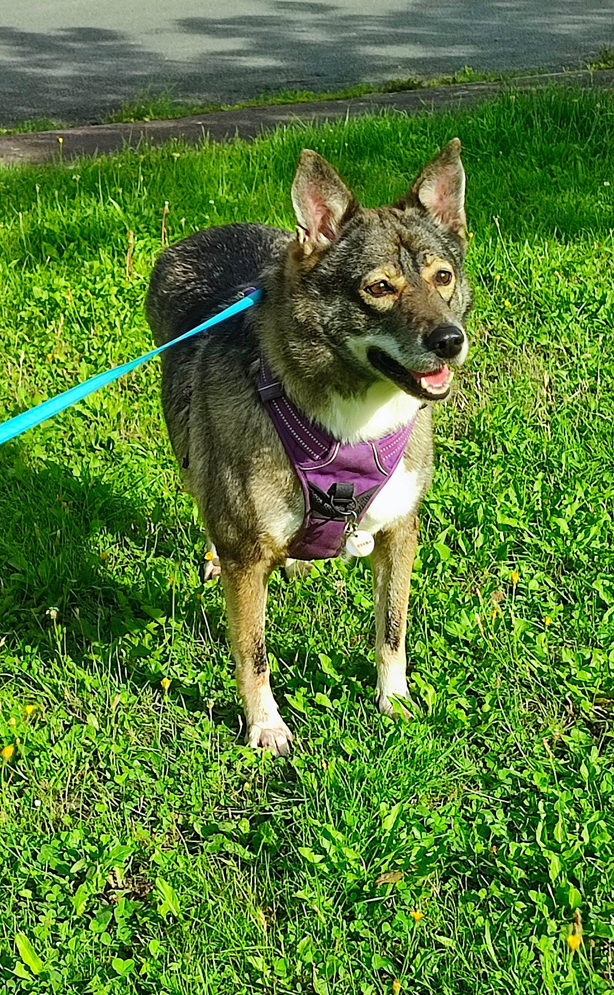 Kiara participe au concours pour gagner de l'argent avec cette photo : canidae, carnivore, collar, companion_dog, dog, dog_breed, dog_supply, electric_blue, fawn, grass, grassland, lawn, leash, pet_supply, plant, snout, sporting_group, tail, terrestrial_animal, working_animal