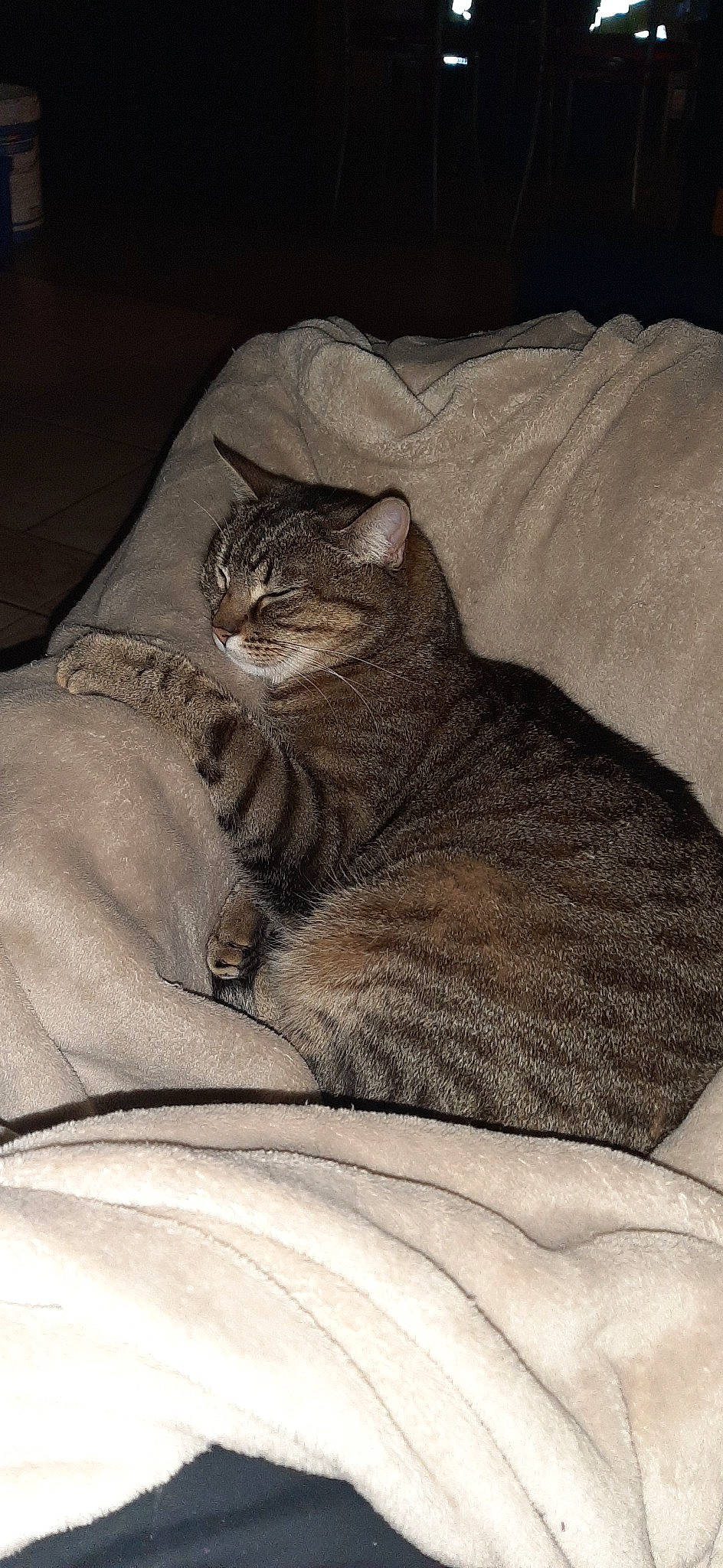 Mimi participe au concours pour gagner de l'argent avec cette photo : american_shorthair, asian, carnivore, cat, chausie, comfort, domestic_short_haired_cat, dragon_li, egyptian_mau, european_shorthair, felidae, fur, kitten, mammal, nap, ocicat, pixie_bob, small_to_medium_sized_cats, tabby_cat, whiskers