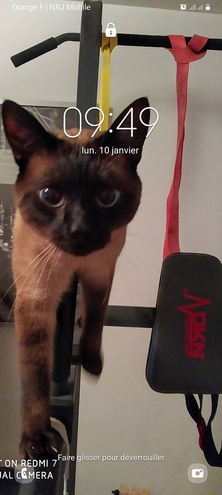 Pins a rejoint le concours — aidez-le/la à gagner de superbes lots ! balinese, carmine, carnivore, cat, domestic_short_haired_cat, fashion_accessory, fawn, felidae, font, fur, hat, photo_caption, siamese, small_to_medium_sized_cats, snout, tail, terrestrial_animal, thai, tonkinese, whiskers