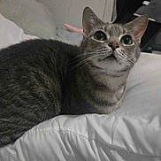 Amber joined the competition — help win amazing prizes! cat, tabby, pet, indoor, white_pillow, feline, animal, curious, looking_up, soft_lighting, bedroom, cozy, whiskers, ears, cute, domestic_cat, resting, fur, sleep_area, companion