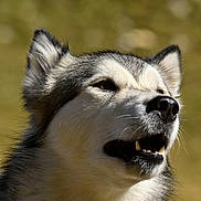 Shadow a rejoint le concours — aidez-le/la à gagner de superbes lots ! animal, background_blur, canine, closeup, daylight, dog, ears, expression, eyes, fur, husky, mouth, muzzle, nature, nose, outdoor, pet, portrait, whiskers, wildlife