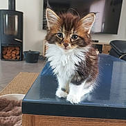 Nemo a rejoint le concours — aidez-le/la à gagner de superbes lots ! animal, brown, cat, curious, cute, domestic, feline, fluffy, fur, home, indoor, kitten, living_room, pet, pet_bed, table, television, white, wood_stove, young