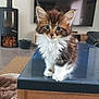 animal, brown, cat, curious, cute, domestic, feline, fluffy, fur, home, indoor, kitten, living_room, pet, pet_bed, table, television, white, wood_stove, young