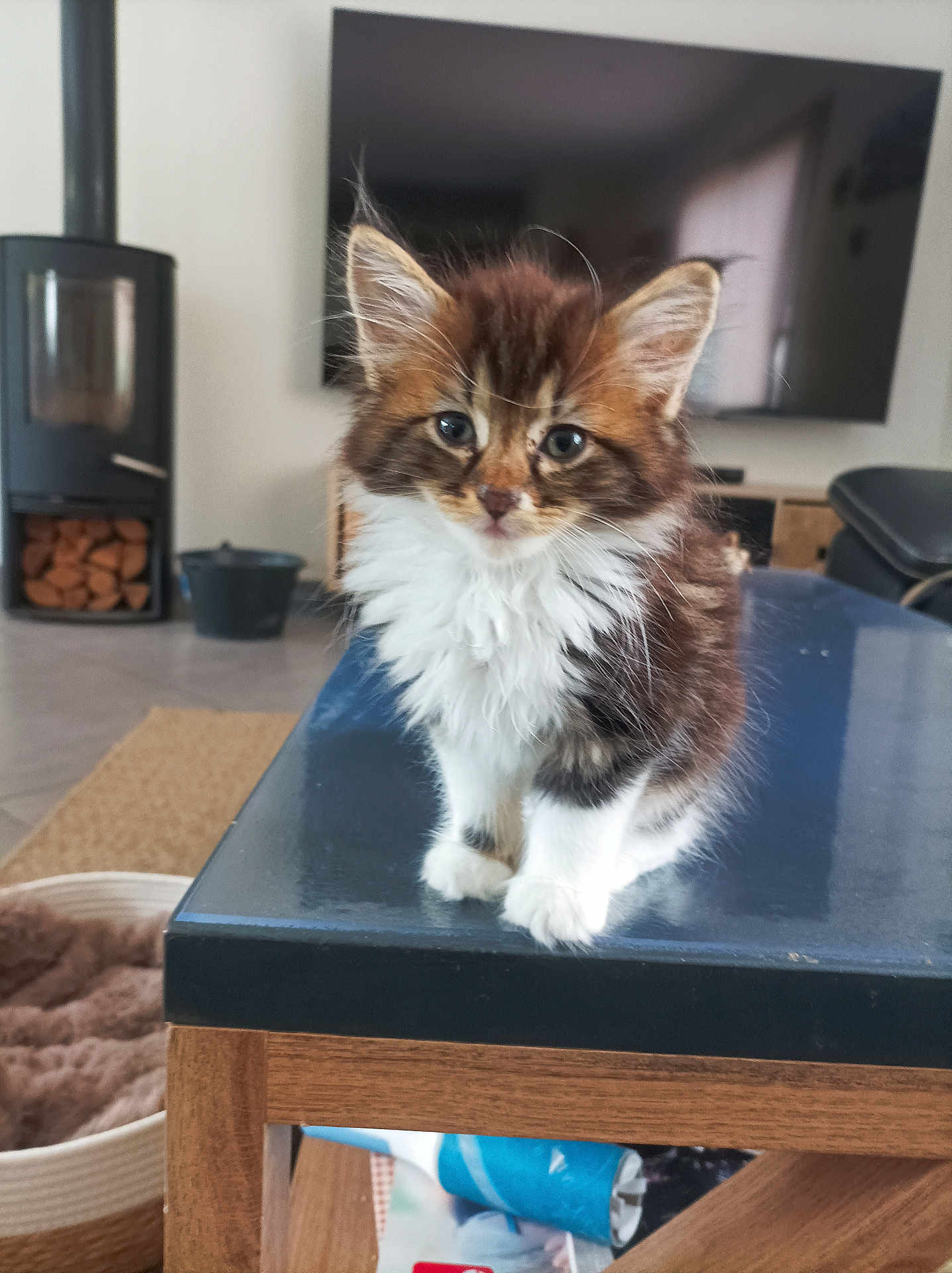 Nemo