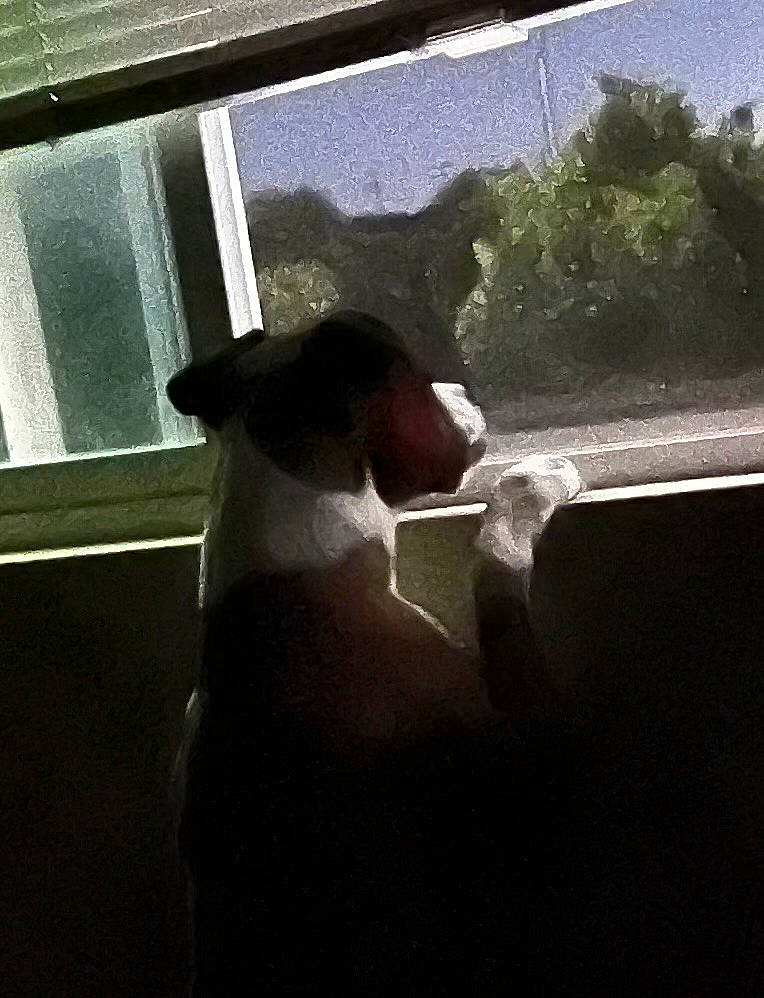 Ranger is registered to the contest to win money with this photo: canidae, carnivore, companion_dog, dog, dog_breed, fawn, felidae, fixture, glass, shade, shadow, small_to_medium_sized_cats, snout, sporting_group, tail, tints_and_shades, whiskers, window, windshield, working_animal