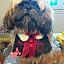 Relax participe au concours pour gagner de l'argent avec cette photo : animal, bib, bow, brown, chair, cute, decorative, dog, domestic, fluffy, fruit, furry, holiday, indoor, pet, portrait, sitting, table, tablecloth, window