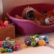 Relax a rejoint le concours — aidez-le/la à gagner de superbes lots ! animal, blurry, colorful, companion, cozy, dim_light, dog, domestic, floor, furry, home, indoor, pet_bed, plastic_bed, playthings, relaxed, resting, stuffed_animal, toys, wooden_box