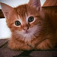 Ritchy participe au concours pour gagner de l'argent avec cette photo : kitten, cat, orange_cat, close_up, fur, whiskers, animal, pet, cute, resting, blanket, indoor, young, curious, eyes, soft, feline, portrait, mammal, domestic_animal
