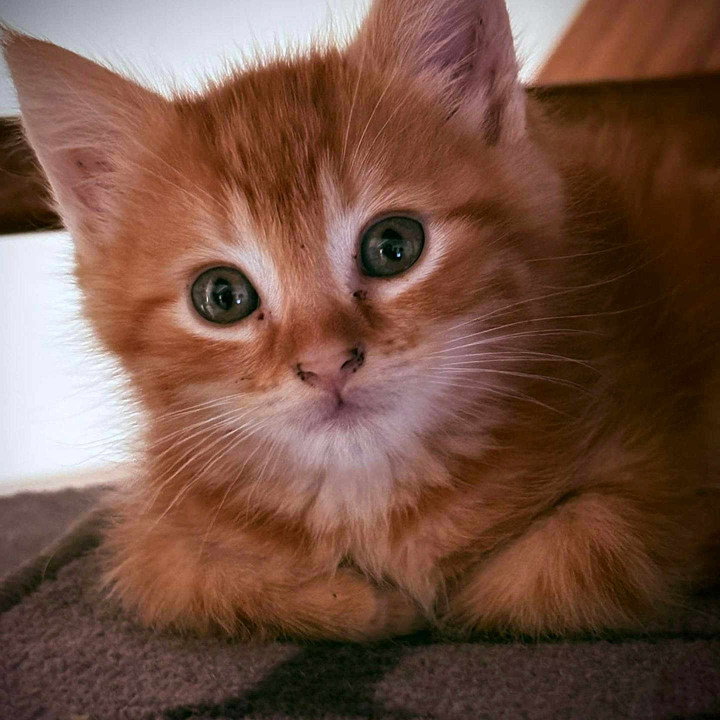 Ritchy participe au concours pour gagner de l'argent avec cette photo : animal, blanket, cat, close_up, curious, cute, domestic_animal, eyes, feline, fur, indoor, kitten, mammal, orange_cat, pet, portrait, resting, soft, whiskers, young