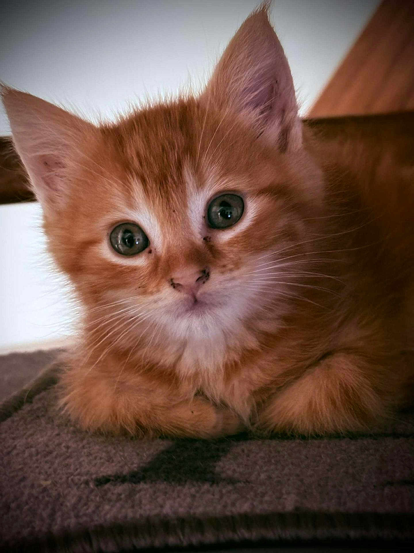 Ritchy participe au concours pour gagner de l'argent avec cette photo : kitten, cat, orange_cat, close_up, fur, whiskers, animal, pet, cute, resting, blanket, indoor, young, curious, eyes, soft, feline, portrait, mammal, domestic_animal