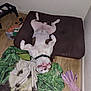 Cool Hand Luke is registered to the contest to win money with this photo: animal, blanket, bulldog, canine, collar, cute, dog, dog_bed, happy, indoor, pet, pet_toys, playful, plush_toy, relaxed, resting, sleeping_position, tongue_out, upside_down, wooden_floor