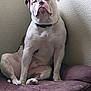 animal, bulldog, collar, cozy, cushion, dog, expression, face, fur, indoor, light, paw, pet, portrait, purple, resting, shadow, sitting, texture, wall