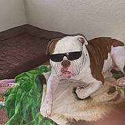 Cool Hand Luke joined the competition — help win amazing prizes! animal, bed, blanket, brown, bulldog, canine, corner, cozy, cute, dog, fur, indoor, laying, paw, pet, portrait, relaxed, resting, sunglasses, white