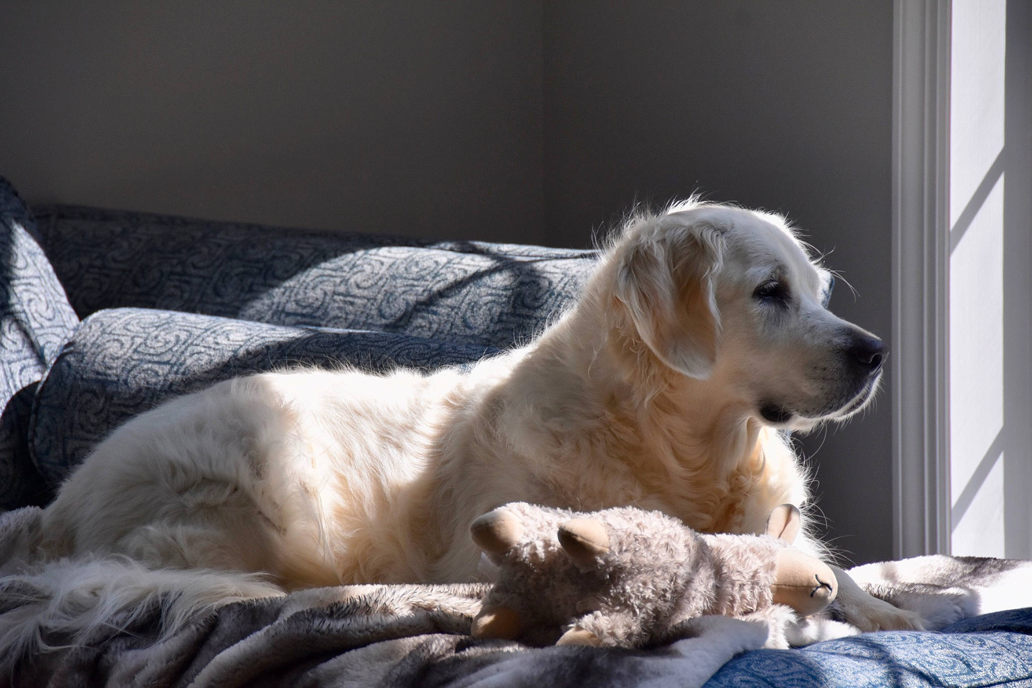 Icy joined the competition — help win amazing prizes! canidae, carnivore, companion_dog, dog, dog_breed, fawn, golden_retriever, mammal, retriever, sporting_group, vertebrate