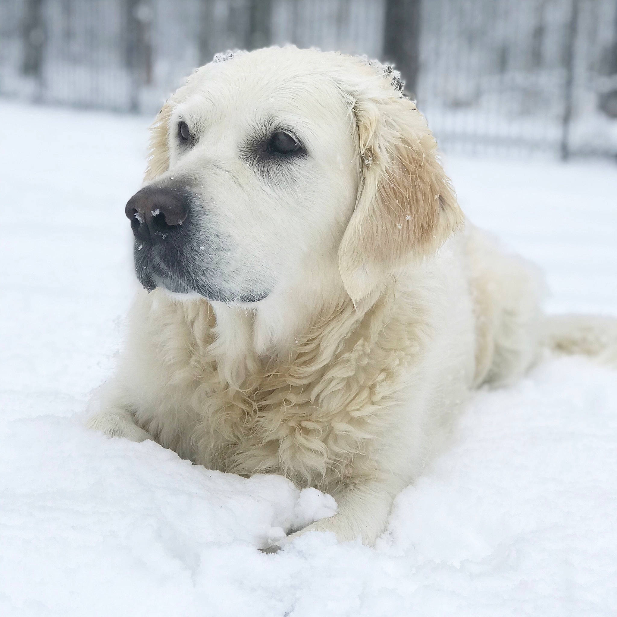 Icy joined the competition — help win amazing prizes! akbash_dog, canidae, carnivore, companion_dog, dog, dog_breed, golden_retriever, labrador_retriever, livestock_guardian_dog, mammal, maremma_sheepdog, polish_tatra_sheepdog, puppy, retriever, slovak_cuvac, snout, snow, sporting_group, vertebrate, winter