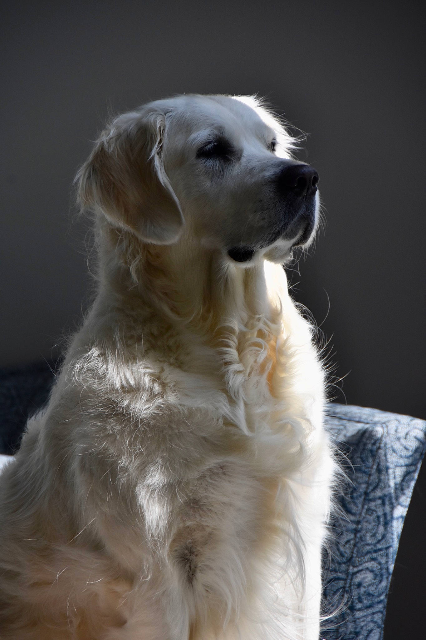 Icy joined the competition — help win amazing prizes! canidae, carnivore, companion_dog, dog, dog_breed, fawn, fur, golden_retriever, labrador_retriever, mammal, retriever, snout, sporting_group, vertebrate, whiskers