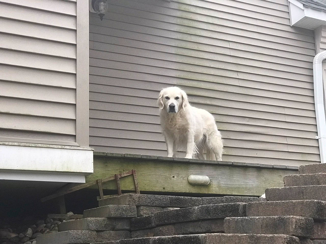 Icy is registered to the contest to win money with this photo: brick, canidae, carnivore, dog, dog_breed, home, house, irish_soft_coated_wheaten_terrier, livestock_guardian_dog, retriever, siding, sporting_group, wall, window