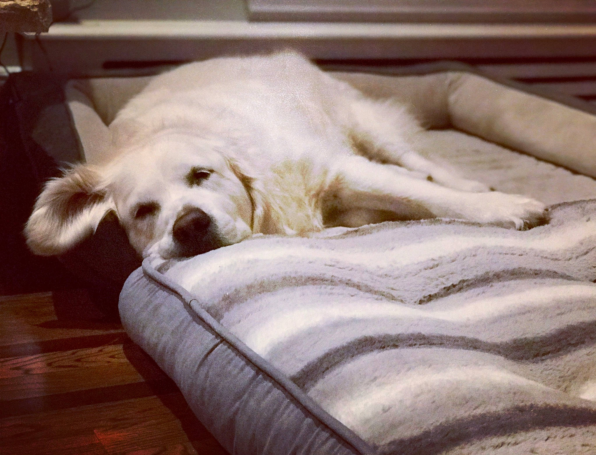 Icy joined the competition — help win amazing prizes! canidae, carnivore, clumber_spaniel, companion_dog, couch, dog, dog_breed, ear, fur, furniture, nap, puppy, puppy_love, retriever, sporting_group