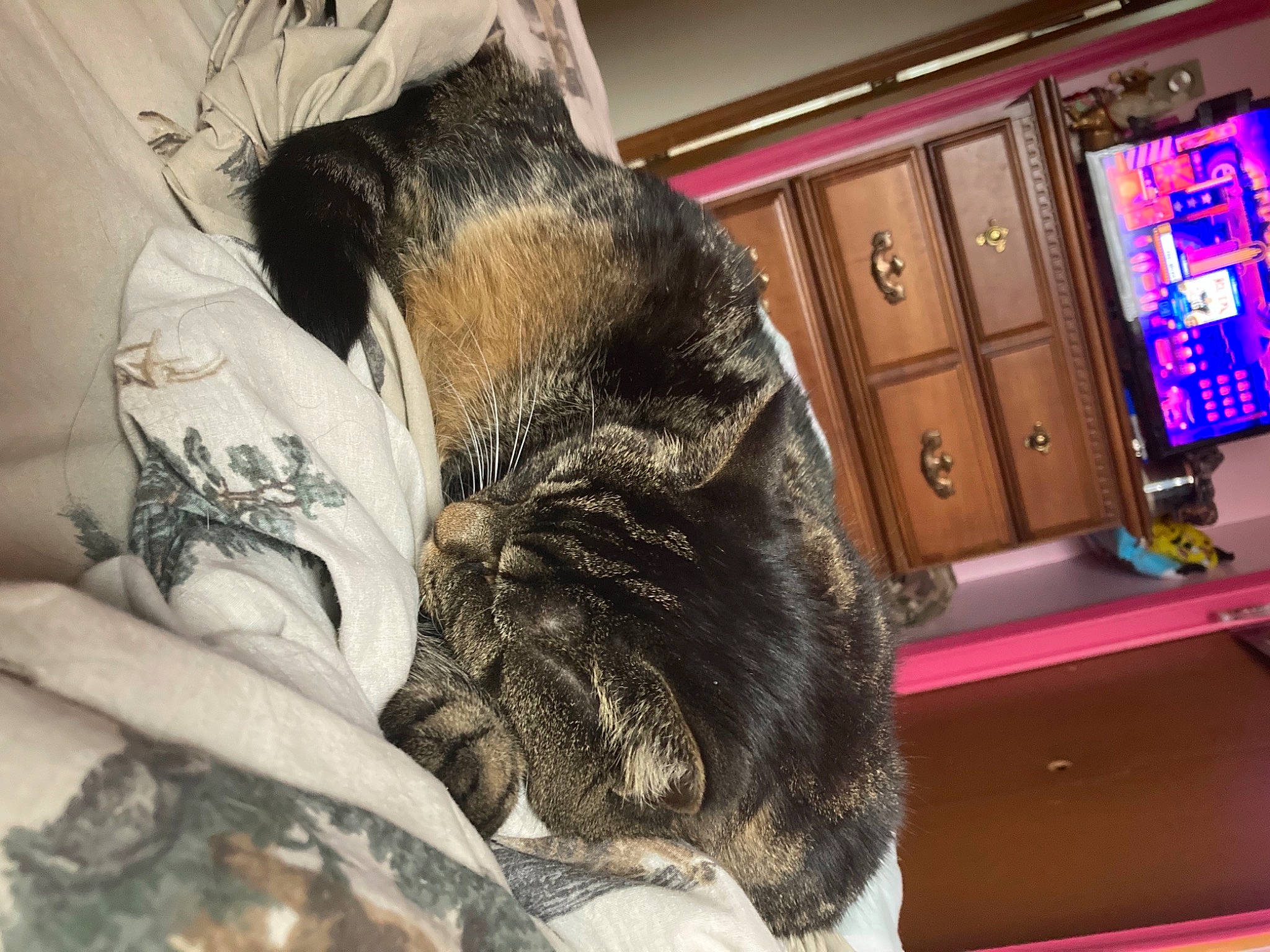 Kelly joined the competition — help win amazing prizes! cabinetry, canidae, carnivore, cat, claw, comfort, companion_dog, dog_breed, domestic_short_haired_cat, drawer, ear, fawn, felidae, fur, nap, pattern, room, small_to_medium_sized_cats, sporting_group, whiskers