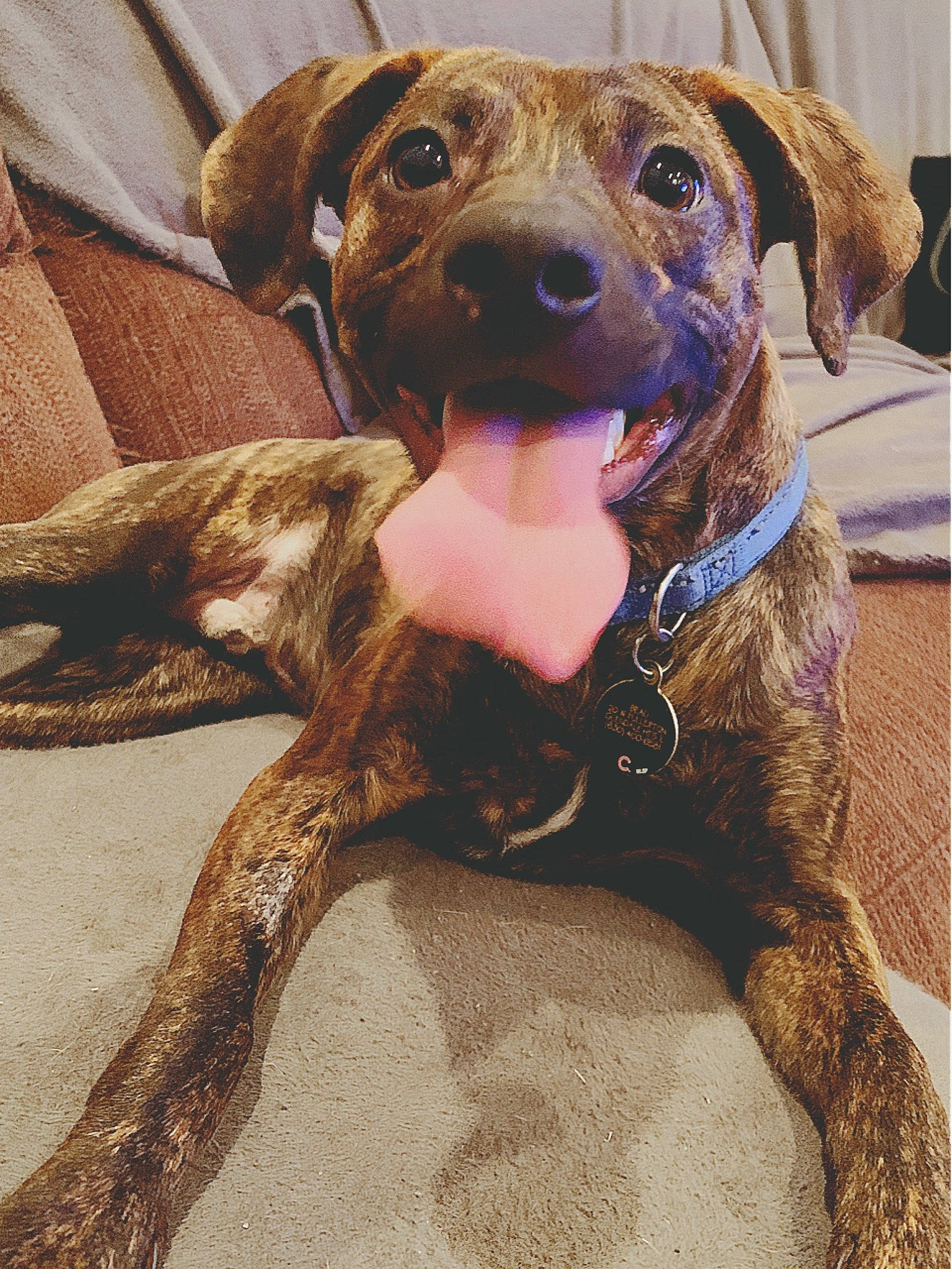 Beau joined the competition — help win amazing prizes! beige, brown, canidae, carnivore, collar, companion_dog, dog, dog_breed, dog_collar, fawn, fur, iris, liver, pet_supply, snout, sporting_group, tan, whiskers, working_animal, working_dog