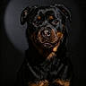 rottweiler, dog, portrait, black_background, spotlight, animal, pet, canine, fur, eyes, face, muzzle, ears, sitting, studio, closeup, alert, calm, majestic, indoor