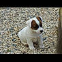 Cooky participe au concours pour gagner de l'argent avec cette photo : puppy, dog, white_fur, brown_patch, sitting, pebbles, outdoor, curious, young_animal, small_dog, pet, animal, nature, cute, fur, canine, head, paw, quiet, innocent