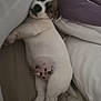 puppy, sleeping, dog, bed, blanket, pillow, white, brown, spots, nap, cute, cozy, resting, indoor, fur, animal, pet, relaxing, young, adorable