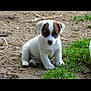 Cooky a rejoint le concours — aidez-le/la à gagner de superbes lots ! puppy, dog, white, brown_patch, sitting, outdoor, grass, dirt, young, cute, animal, pet, fur, small, nature, canine, adorable, playful, ground, ears