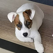 Cooky a rejoint le concours — aidez-le/la à gagner de superbes lots ! puppy, dog, white, brown, cute, pet, animal, floor, wooden_floor, laying_down, ears, face, young_dog, domestic_animal, looking, indoor, fur, small, adorable, resting