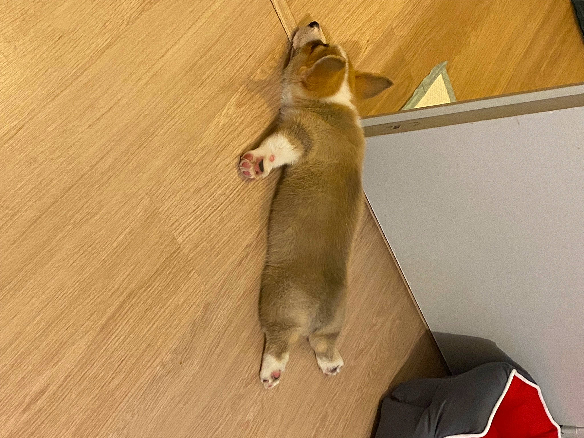 Bruce participe au concours pour gagner de l'argent avec cette photo : canidae, carnivore, comfort, companion_dog, dog, dog_breed, fawn, felidae, flooring, fur, hardwood, paw, pet_supply, small_to_medium_sized_cats, snout, sporting_group, tail, whiskers, wood, working_animal