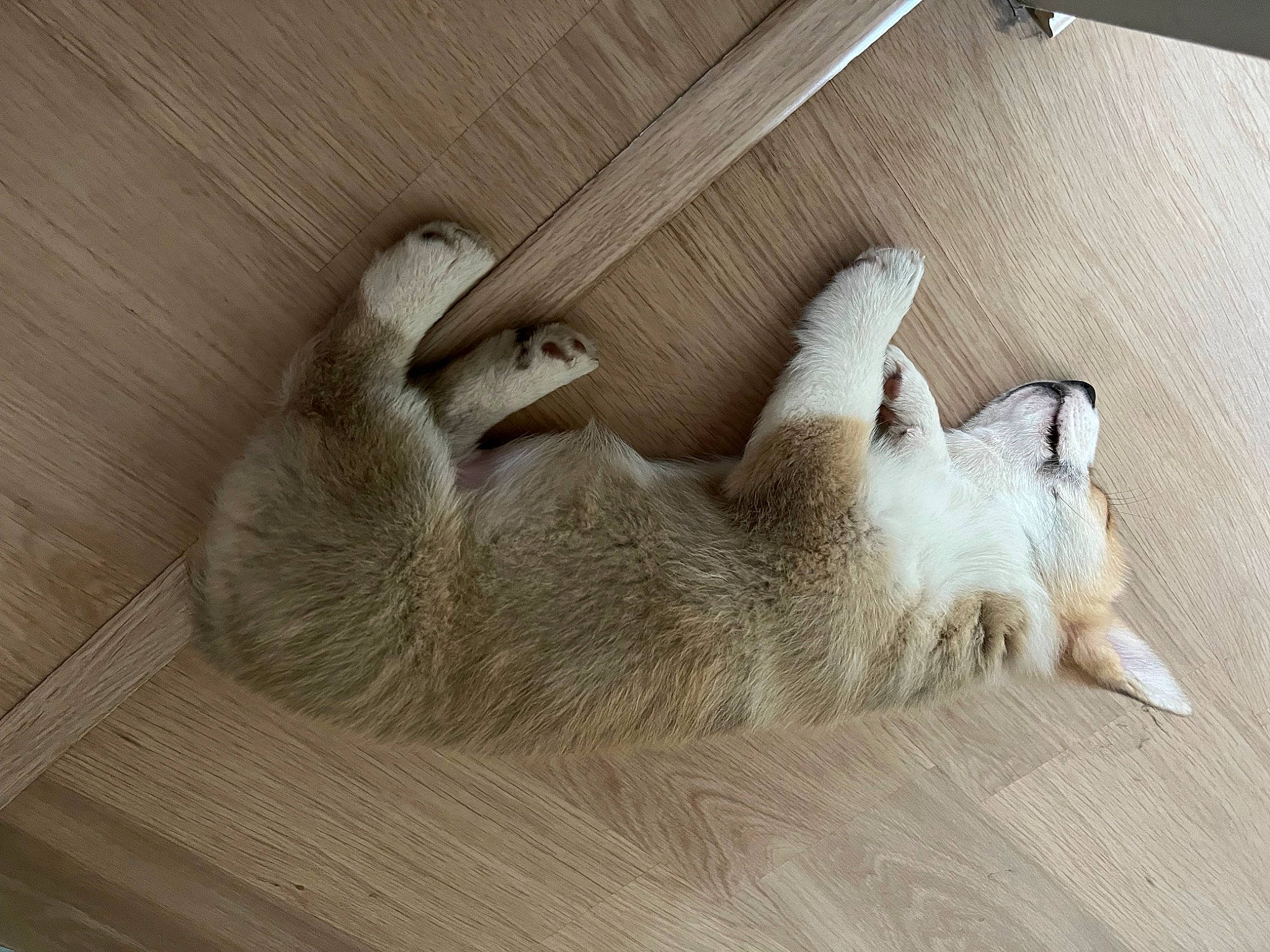 Bruce participe au concours pour gagner de l'argent avec cette photo : carnivore, cat, comfort, domestic_short_haired_cat, fawn, felidae, flooring, foot, fur, grey, hardwood, paw, room, small_to_medium_sized_cats, snout, tail, terrestrial_animal, whiskers, wildlife, wood