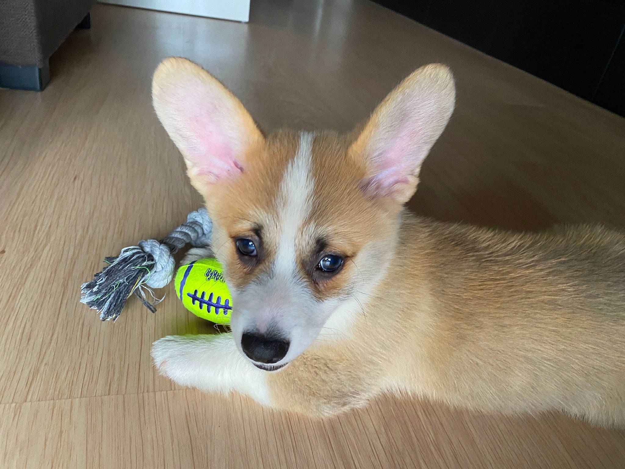 Bruce participe au concours pour gagner de l'argent avec cette photo : canidae, carnivore, companion_dog, dog, dog_breed, dog_supply, ear, fawn, flooring, fur, hardwood, head, iris, snout, sporting_group, tail, terrestrial_animal, varnish, whiskers, working_animal