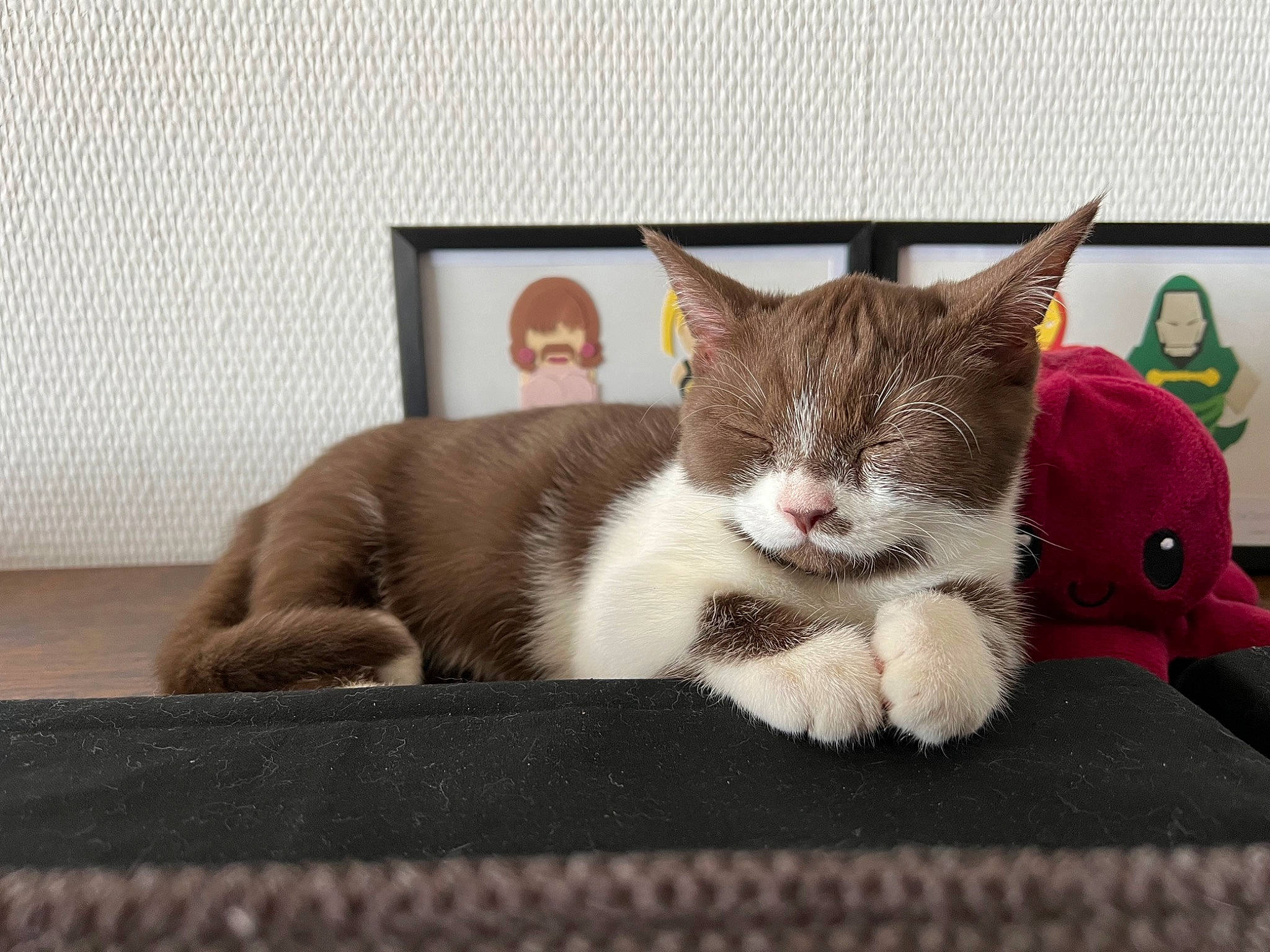 Selina a rejoint le concours — aidez-le/la à gagner de superbes lots ! carmine, carnivore, cat, cat_supply, claw, comfort, couch, domestic_short_haired_cat, felidae, fur, grey, linens, paw, picture_frame, rectangle, room, sitting, small_to_medium_sized_cats, tail, whiskers