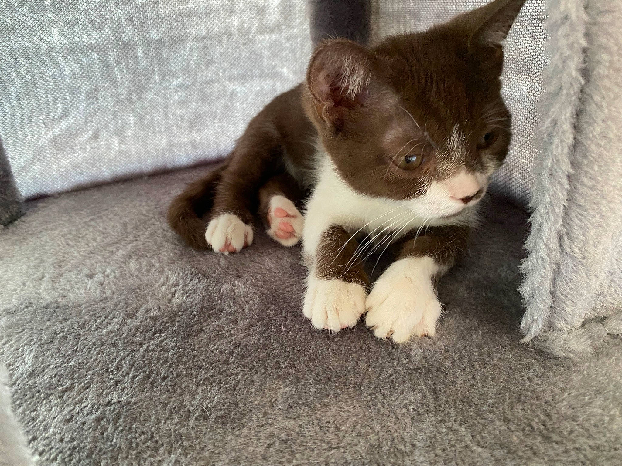 Selina a rejoint le concours — aidez-le/la à gagner de superbes lots ! carnivore, cat, claw, domestic_short_haired_cat, eye, felidae, fur, grey, paw, small_to_medium_sized_cats, tail, terrestrial_animal, whiskers