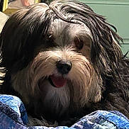 Boo joined the competition — help win amazing prizes! dog, shaggy_dog, long_hair, brown_fur, black_fur, floppy_ears, tongue_out, happy, portrait, close_up, indoors, bed, blanket, quilt, blue_blanket, mirror, cabinet, home, pet, funny