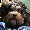 dog, shaggy_dog, long_hair, brown_fur, black_fur, floppy_ears, tongue_out, happy, portrait, close_up, indoors, bed, blanket, quilt, blue_blanket, mirror, cabinet, home, pet, funny