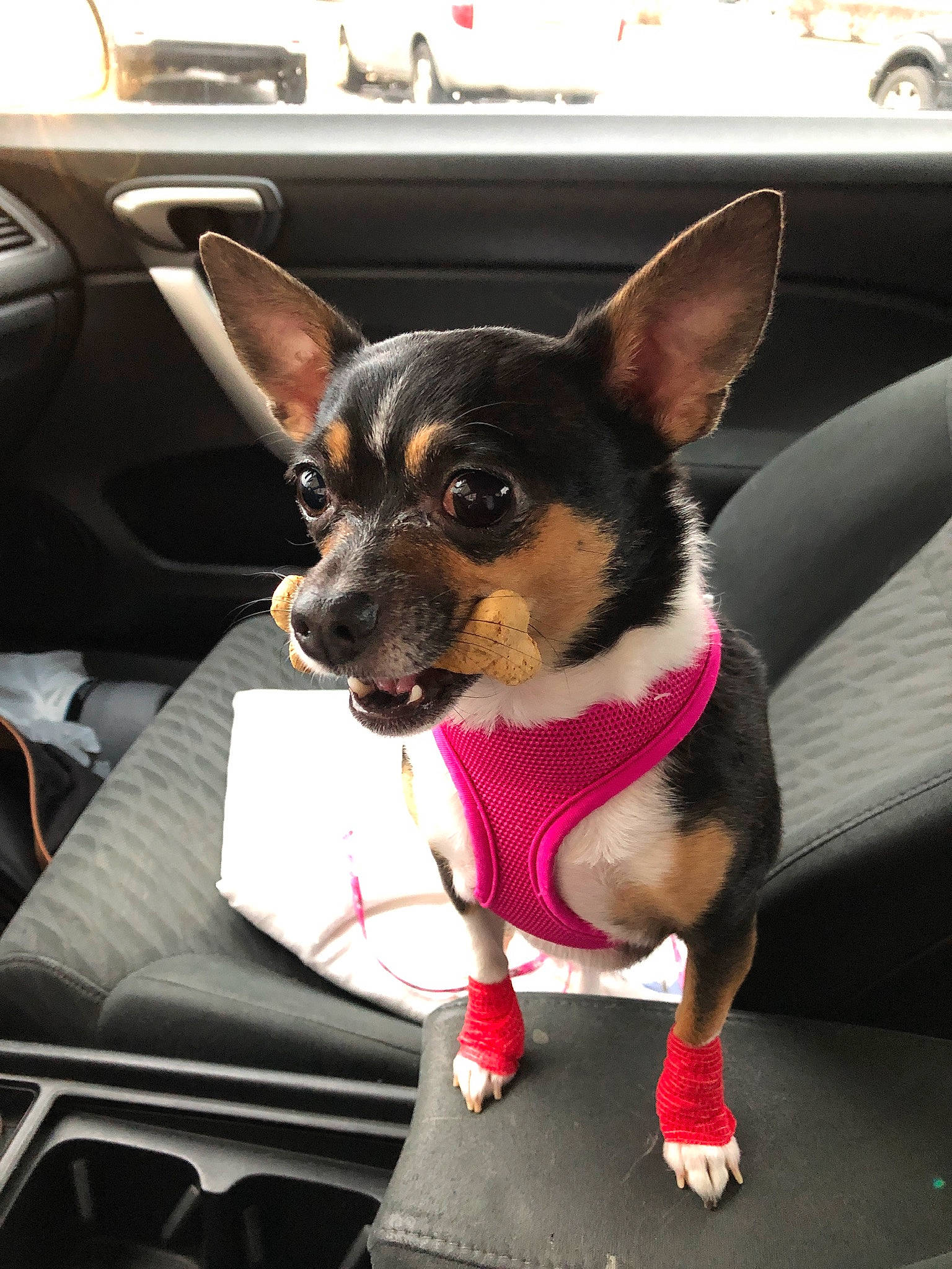 Ella is registered to the contest to win money with this photo: automotive_design, car, car_seat, carnivore, collar, companion_dog, dog, dog_breed, dog_supply, luxury_vehicle, motor_vehicle, personal_luxury_car, plant, snout, steering_wheel, toy_dog, vehicle, vehicle_door, working_animal, working_dog