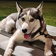 Bennie is registered to the contest to win money with this photo: dog, husky, animal, pet, blue_eyes, tongue_out, bench, leash, night, outdoor, grass, fur, canine, ears, paw, muzzle, happy, resting, looking_at_camera, domestic_animal