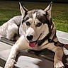 dog, husky, animal, pet, blue_eyes, tongue_out, bench, leash, night, outdoor, grass, fur, canine, ears, paw, muzzle, happy, resting, looking_at_camera, domestic_animal