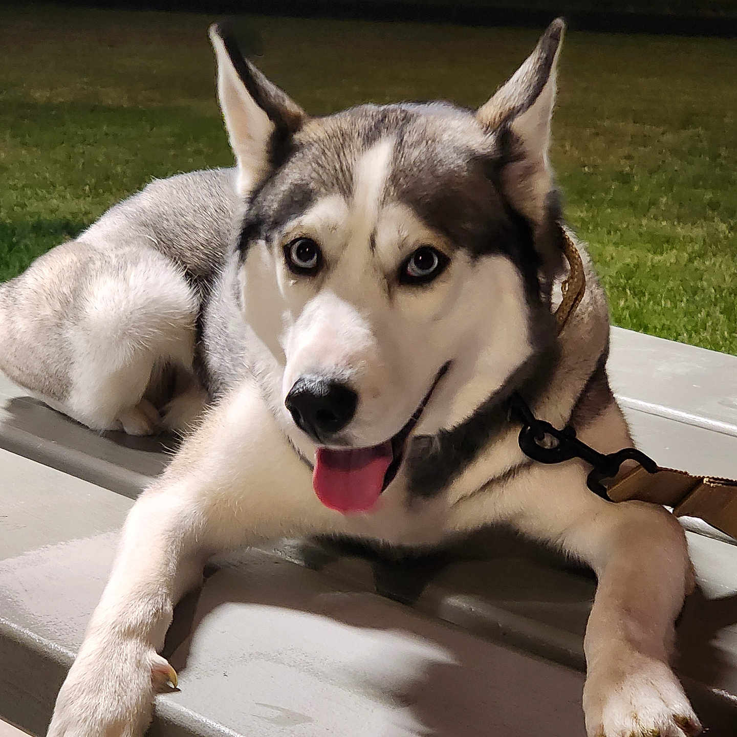 Bennie is registered to the contest to win money with this photo: dog, husky, animal, pet, blue_eyes, tongue_out, bench, leash, night, outdoor, grass, fur, canine, ears, paw, muzzle, happy, resting, looking_at_camera, domestic_animal