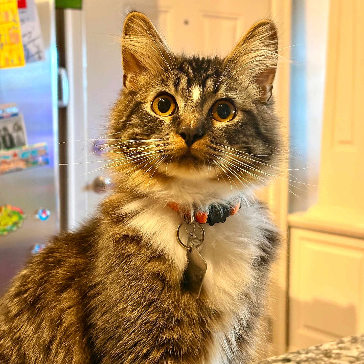 Mr. Shadow is registered to the contest to win money with this photo: abyssinian, accessories, animal, cat, closet, collar, cupboard, door, formalwear, furniture, indoors, jewelry, kitten, leash, manx, necklace, pet, strap, tie, wood