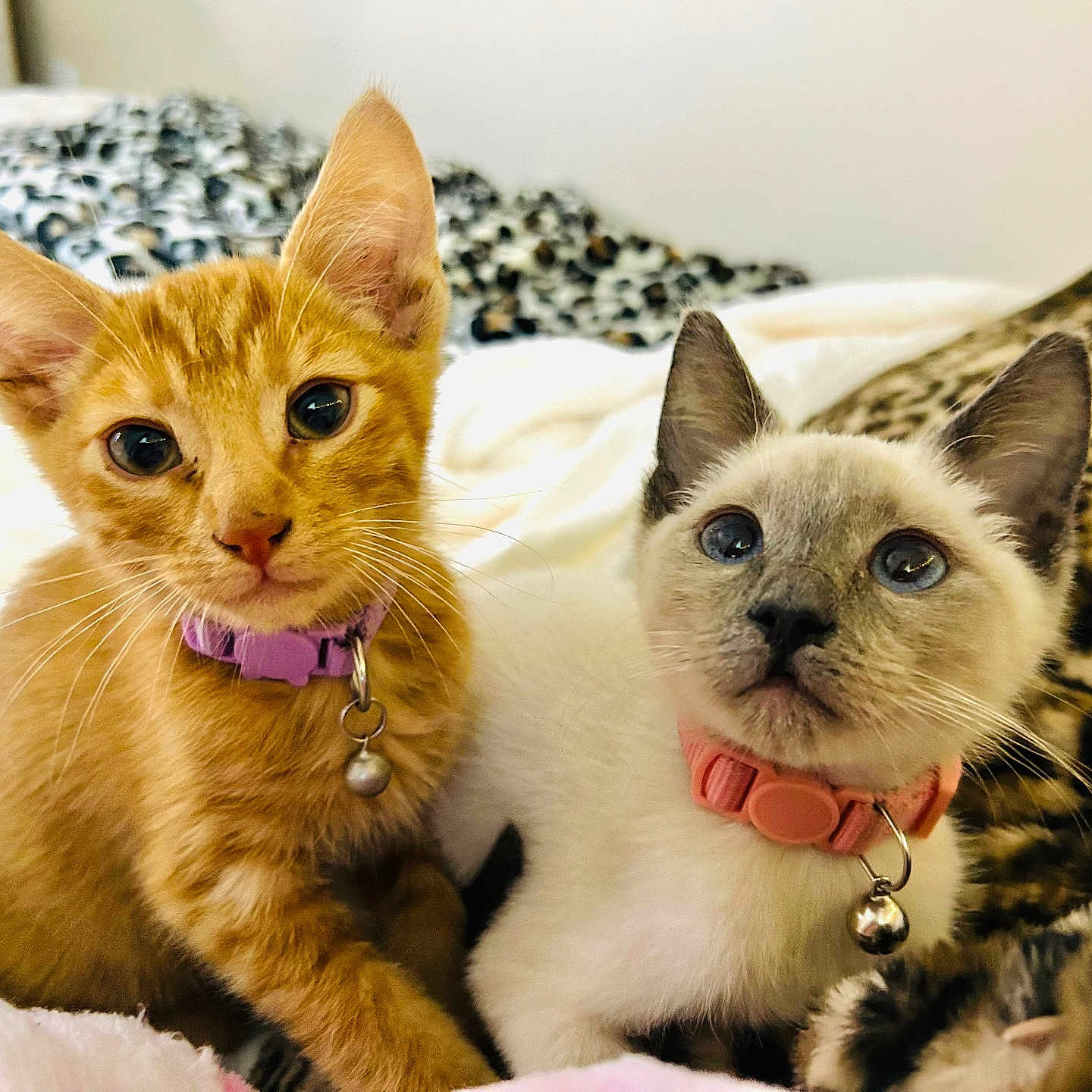 Chanel And Garfield is registered to the contest to win money with this photo: animal, bed, bell, blanket, cat, closeup, collar, cream_cat, curious, cute, ears, feline, fur, ginger_cat, indoor, kitten, leopard_print, pet, whiskers, young