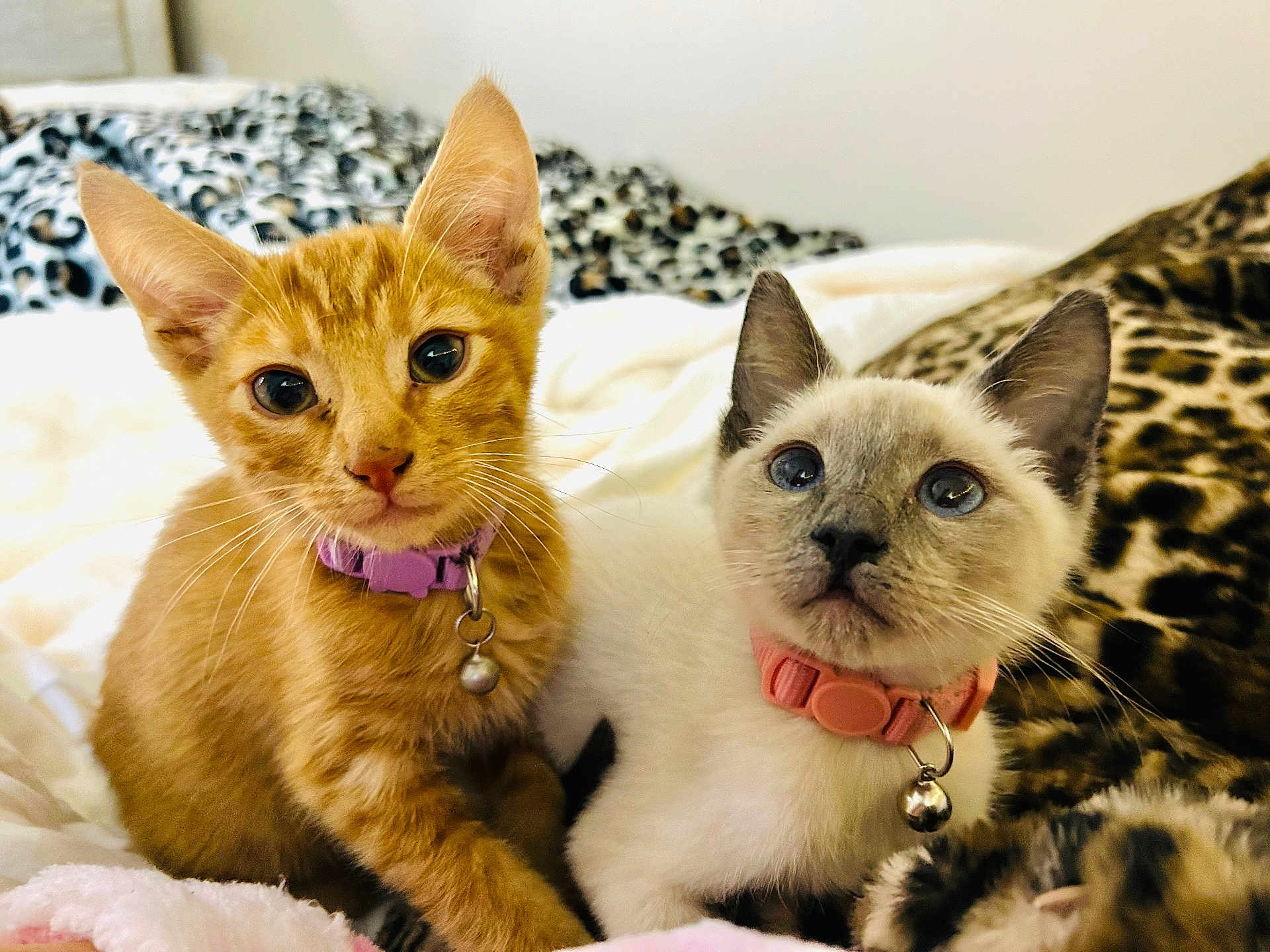 Chanel And Garfield