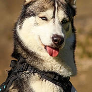 Winter participe au concours pour gagner de l'argent avec cette photo : animal, background_blur, canine, close_up, cute, dog, ears, friendly, fur, happy, harness, husky, mammal, nature, outdoor, pet, portrait, smiling, sunlight, tongue_out
