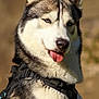 animal, background_blur, canine, close_up, cute, dog, ears, friendly, fur, happy, harness, husky, mammal, nature, outdoor, pet, portrait, smiling, sunlight, tongue_out