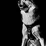 Winter participe au concours pour gagner de l'argent avec cette photo : alert, animal, background, black_and_white, bone_tag, bright_eyes, canine, contrast, dog, fur, harness, husky, monochrome, pet, portrait, shadow, side_view, sitting, stone_floor, texture